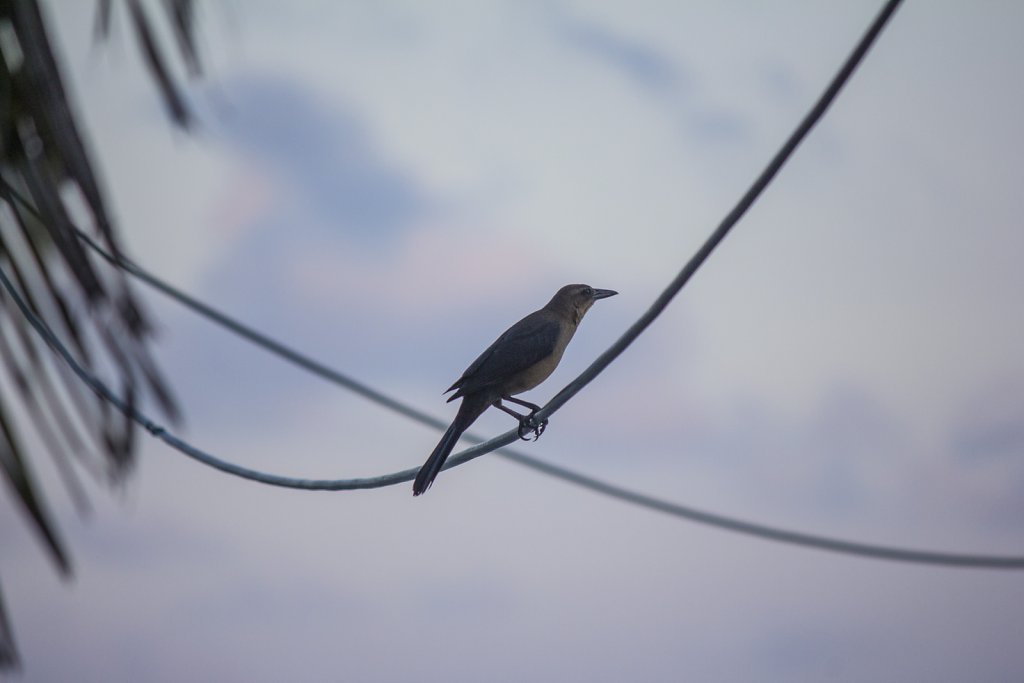 Bird on the line