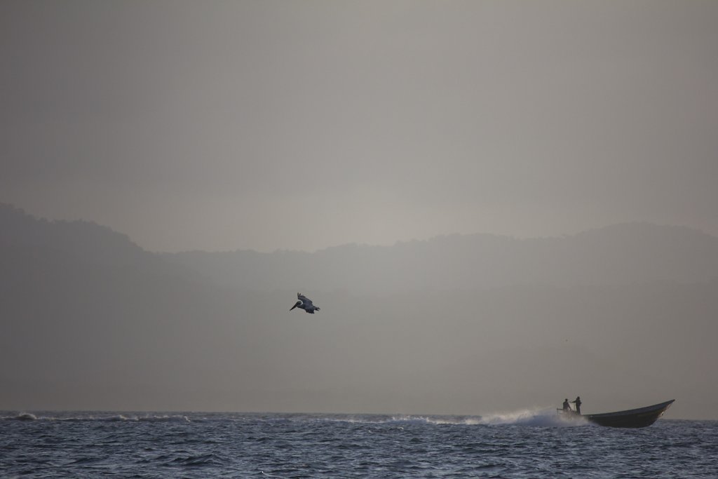 Bird and Boat